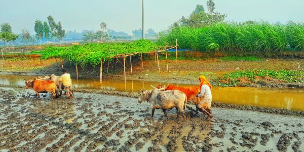 লালমনিরহাটে বোরো চাষে আগ্রহী কৃষকরা